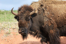 Bison Portrait, Wind Cave National Park, Dakota, United States Of America 