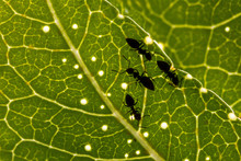Ants On A Leaf 
