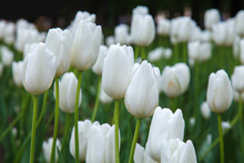 Many White Tulips In Garden Close. Summer Decorative Flower. Natural Plantation Floral. Purity And Freshness Of The Petals.