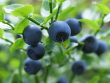 Blueberry Bushes With Indigo Ripe Berries
