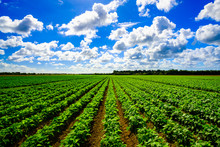 Agriculture Vegetable Field
