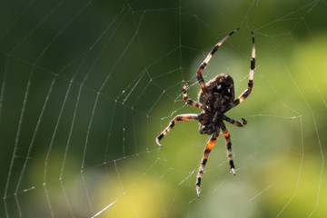 Spider on web against green background