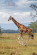 Rothschild Giraffe at Lake Nakuru National Park, Kenya