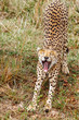 Cheetah Stretching and Yawning With Eyes Closed at Masai Mara National Reserve, Kenya
