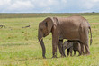 African Elephant and Calf at Masai Mara National Reserve, Kenya