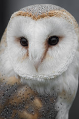 Aufkleber - Very close up portrait of a female barn owl staring forward with detailed feathers, eyes and beak