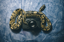 Snake Lying On A Camera