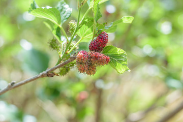 Wall Mural - Mulberry fruit on tree