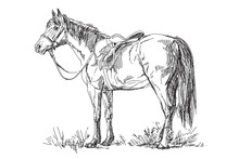 Vector Horse With Saddle And Bridle