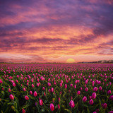 Fototapeta Tulipany - Beautuful Sunrise over Field of Tulips