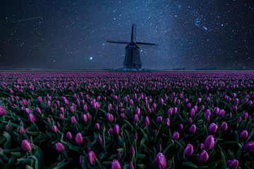 Wall Mural - night field of tulips and windmill
