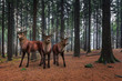 3 Hirsche im Wald