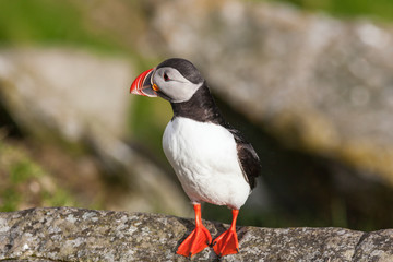 Wall Mural - Atlantic Puffin bird on a rock