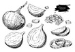Onion hand drawn vector set. Full, rings and Half cutout slice. Isolated Vegetable engraved style