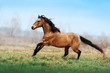 Auburn stallion runs gallop on the field on a blurred background. A horse at liberty. Light horse with a black mane, which develops in the wind. Animals in Motion