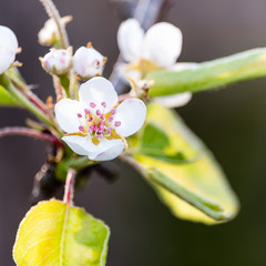 Wall Mural - The Flowering tree