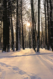 Fototapeta  - Winter landscape, forest covered at snow, sun rays through the trees.