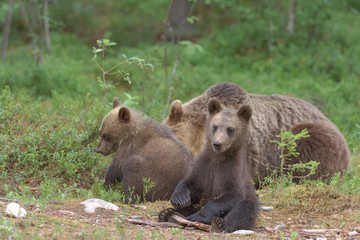 Wall Mural - European brown bear (ursos arctos) cub sitting next to mother and another cub in boreal forest, Finland