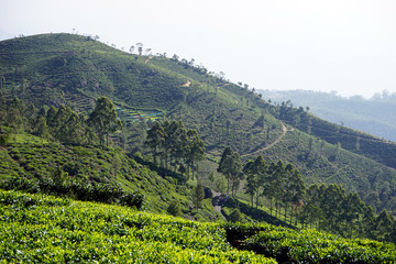 Wall Mural - Tea plantation on the hills