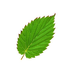 Wall Mural - Beautiful green leaf isolated on white