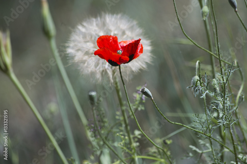 Fototapeta na wymiar Blooming poppy on a background of fluffy dandelion.