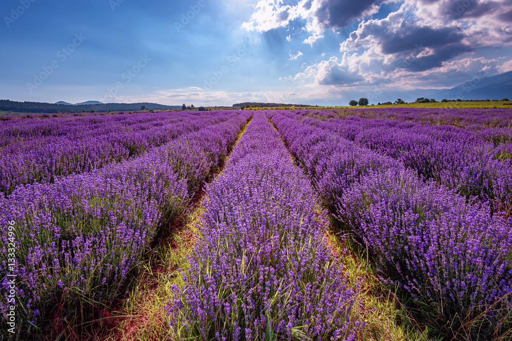 Daily cloudy landscape with lavender in the summer at the end of June. Contrasting colors, beautiful clouds, dramatic sky. - obrazy, fototapety, plakaty 