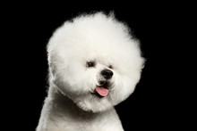 Close-up Portrait Of White Bichon Frise Dog With Groomed Fur Like Ball Head Isolated On Black Background, Front View