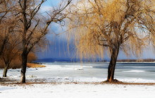 Beautiful Winter Landscape, Frozen River Danube And Weeping Willow Trees