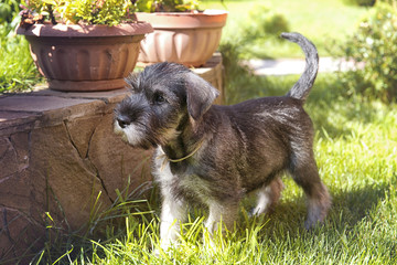 Wall Mural - Schnauzer puppy playing in the garden