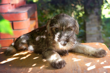 Wall Mural - Schnauzer puppy playing in the garden