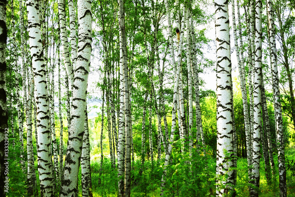 lato-w-slonecznym-lesie-brzozowym