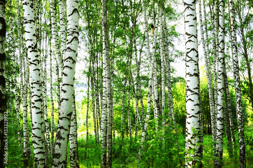 Nowoczesny obraz na płótnie summer in sunny birch forest