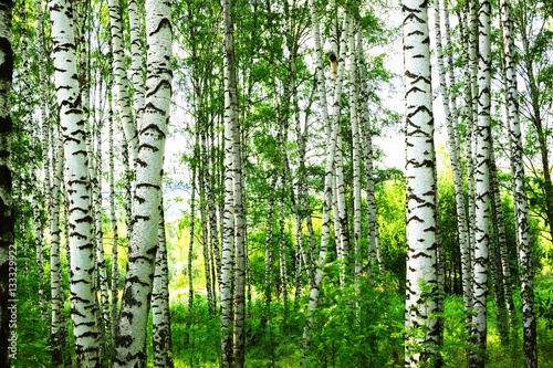 Fototapeta na wymiar summer in sunny birch forest