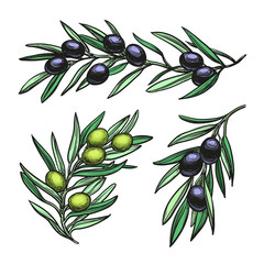 Canvas Print - vector illustration of olive branches.