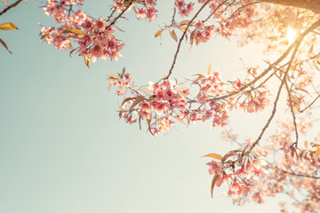 Wall Mural - vintage cherry blossom - sakura flower. nature background