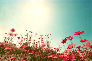 Wall Mural - landscape vintage nature background of cosmos flower field with sunlight blue sky. vintage color ton