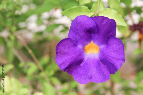 Fotografie, Obraz Close up flower purple Thunbergia erecta (Benth.) Anderson