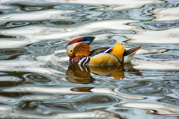 Mandarin duck