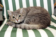 Grumpy cat lying on chair