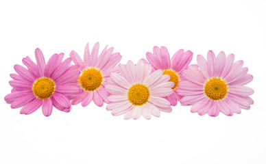 Wall Mural - pink daisy isolated