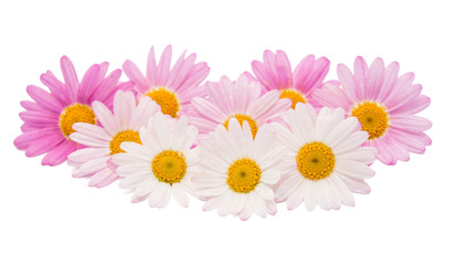 Wall Mural - pink daisy isolated