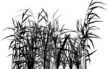 Group Of Reed Black And Grey Silhouettes On White