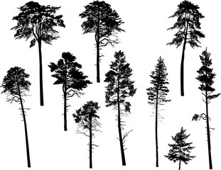 Wall Mural - ten swamp pine silhouettes isolated on white