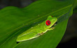 Red-eyed tree frog sitting on a big leaf at night at Osa Peninsula, Costa Rica