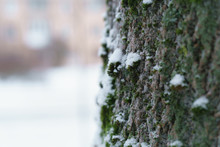 Ash Tree Trunk Close Up Winter Photo, Shallow Focus