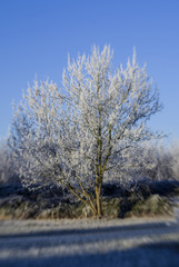 winter landscape