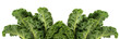 Green leafy kale vegetable
