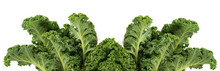 Green Leafy Kale Vegetable