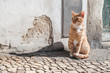 red cat in front of a cracked wall on cobblestone street