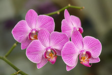 Blooming Purple Orchid On Green Background